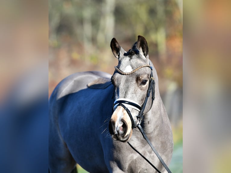 Duitse rijpony Ruin 3 Jaar 146 cm in Kamern