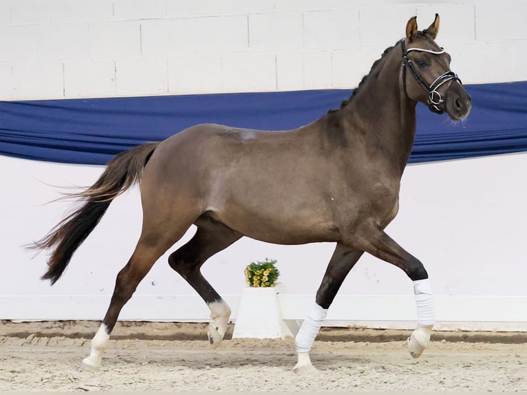 Duitse rijpony Ruin 3 Jaar 146 cm Falbe in Marsberg