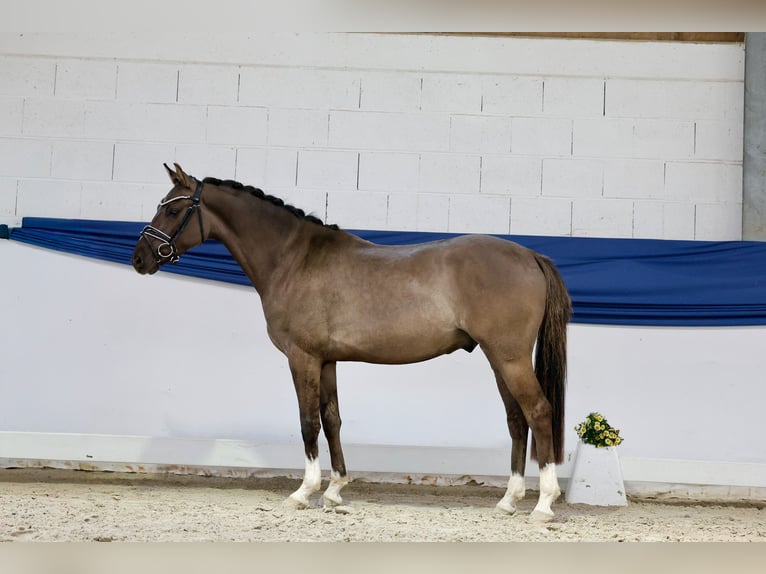 Duitse rijpony Ruin 3 Jaar 146 cm Falbe in Marsberg