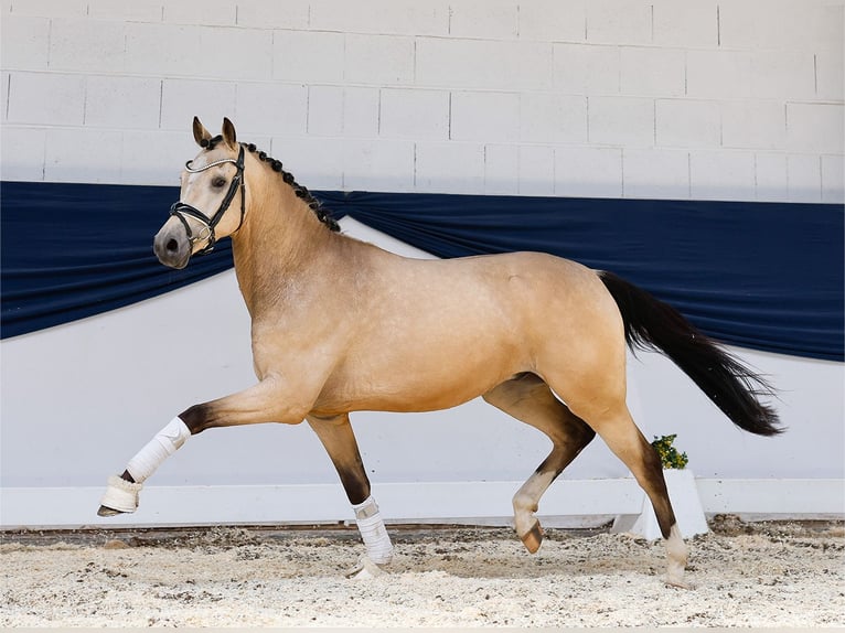 Duitse rijpony Ruin 3 Jaar 146 cm Falbe in Marsberg