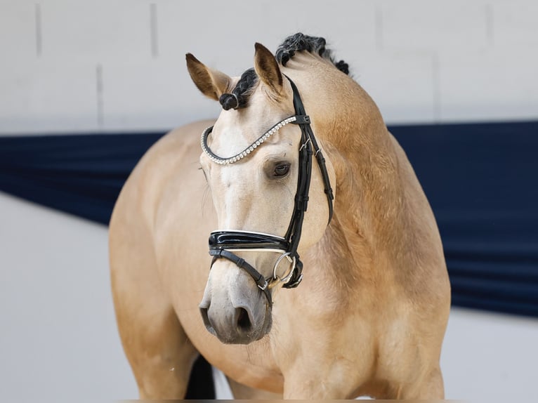 Duitse rijpony Ruin 3 Jaar 146 cm Falbe in Marsberg