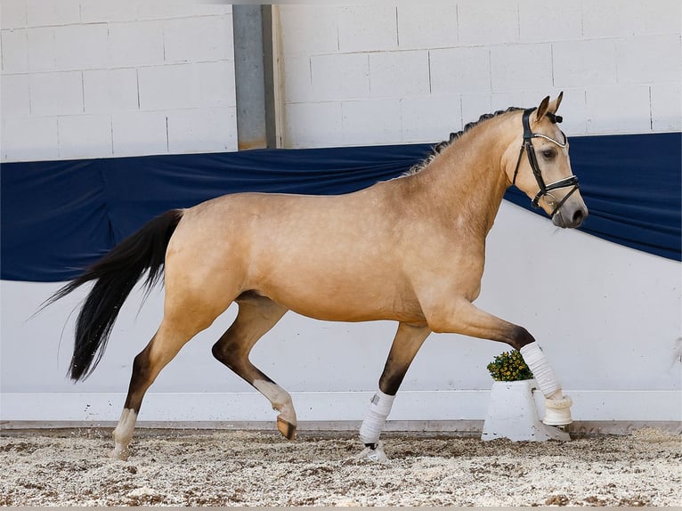 Duitse rijpony Ruin 3 Jaar 146 cm Falbe in Marsberg