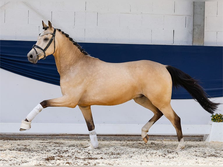 Duitse rijpony Ruin 3 Jaar 146 cm Falbe in Marsberg