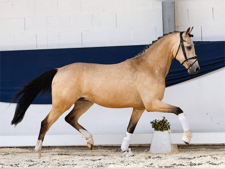 Duitse rijpony Ruin 3 Jaar 146 cm Falbe in Marsberg
