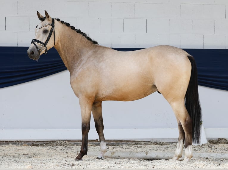Duitse rijpony Ruin 3 Jaar 146 cm Falbe in Marsberg