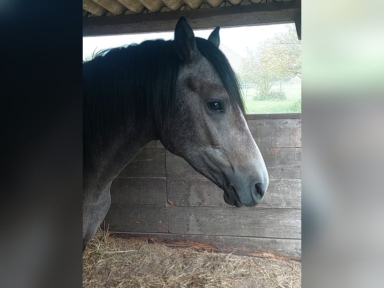 Duitse rijpony Ruin 3 Jaar 146 cm kan schimmel zijn in Dersekow