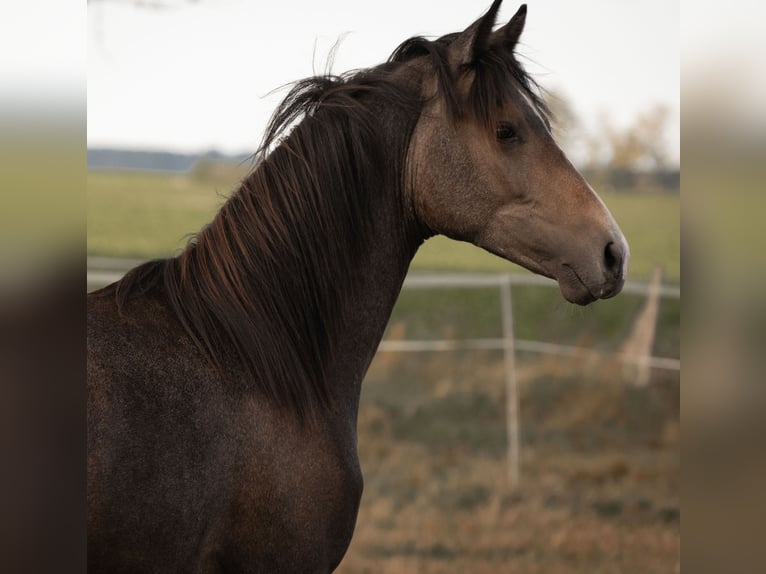 Duitse rijpony Ruin 3 Jaar 146 cm kan schimmel zijn in Dersekow