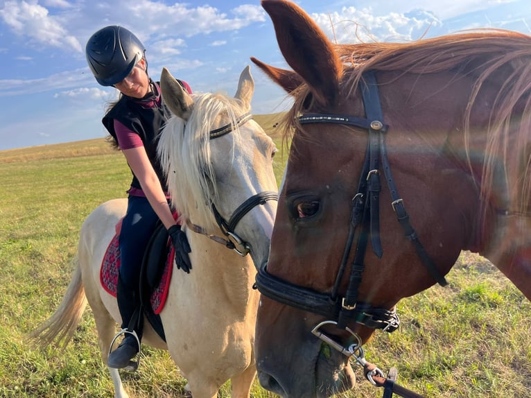 Duitse rijpony Ruin 3 Jaar 146 cm Palomino in Tata