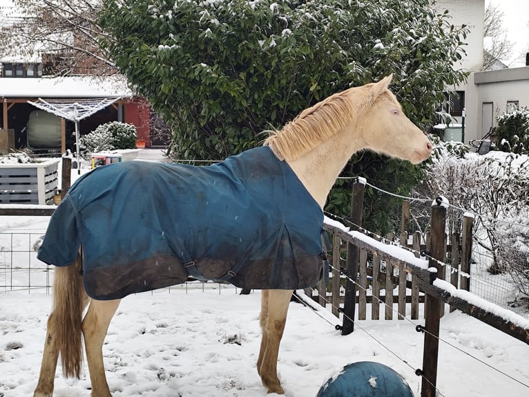 Duitse rijpony Ruin 3 Jaar 146 cm Palomino in Nordenham