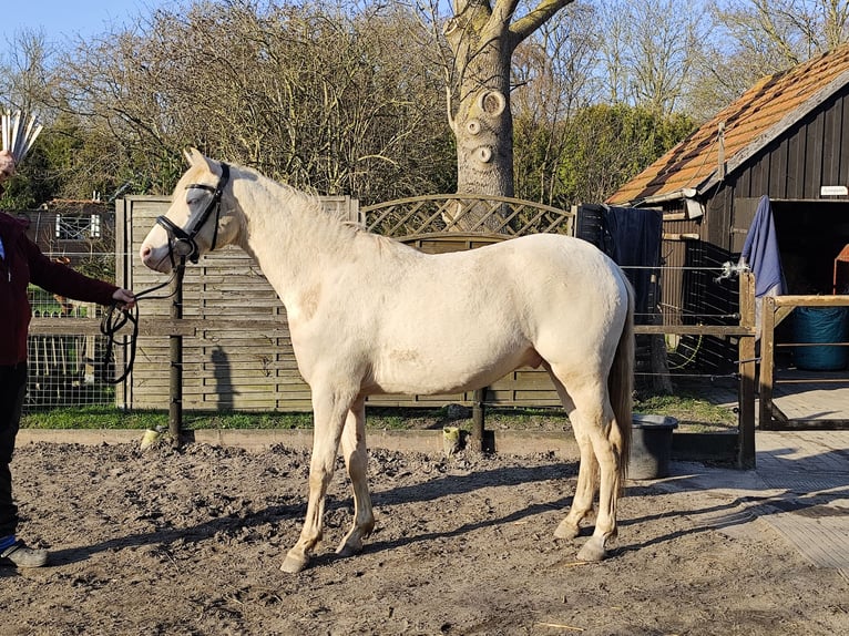 Duitse rijpony Ruin 3 Jaar 146 cm Palomino in Nordenham