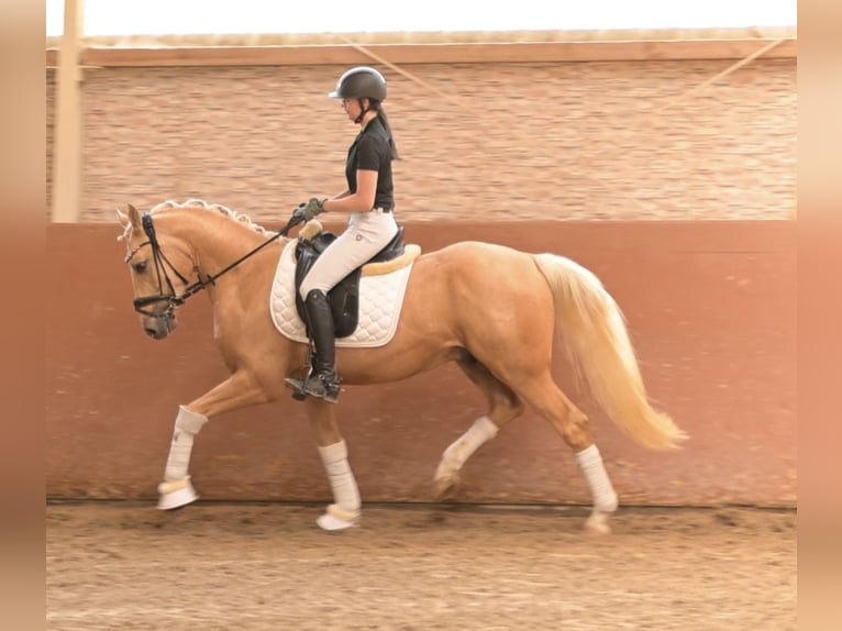 Duitse rijpony Ruin 3 Jaar 146 cm Palomino in Wehringen