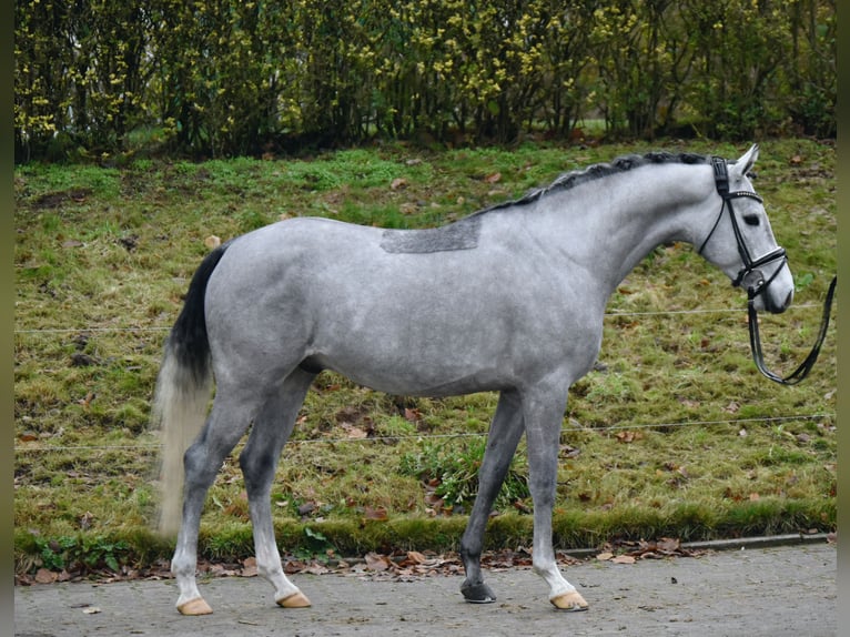 Duitse rijpony Ruin 3 Jaar 146 cm Schimmel in Fürstenau