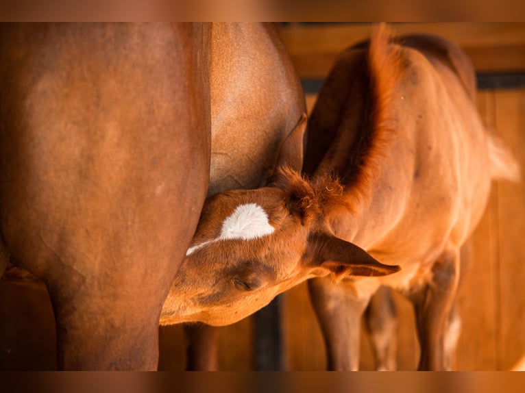 Duitse rijpony Ruin 3 Jaar 146 cm Vos in Gudensberg