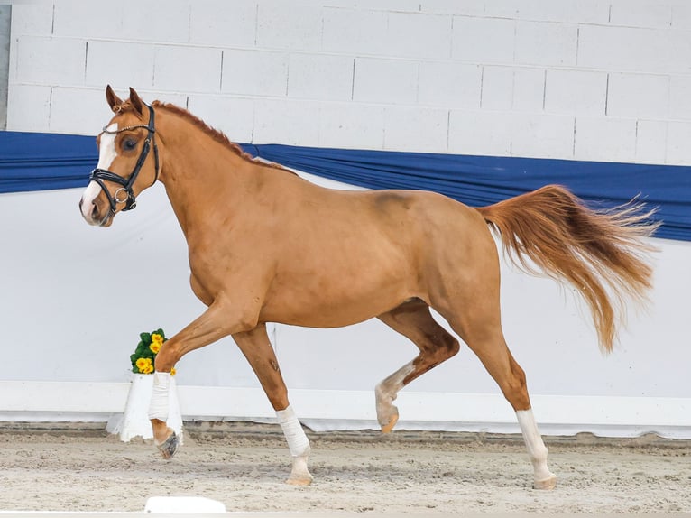 Duitse rijpony Ruin 3 Jaar 146 cm Vos in Marsberg