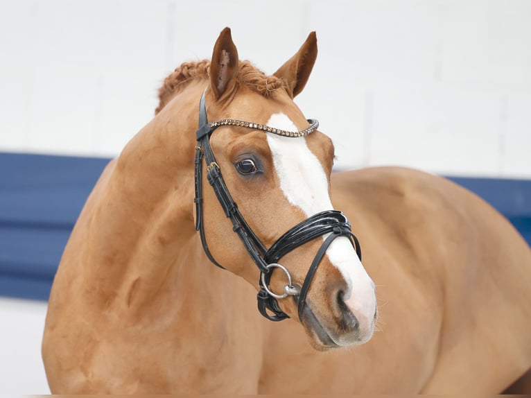 Duitse rijpony Ruin 3 Jaar 146 cm Vos in Marsberg