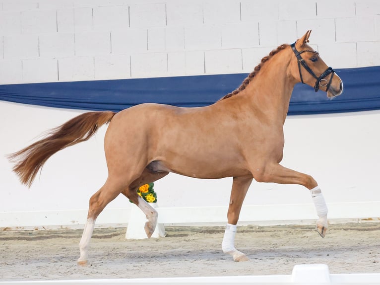 Duitse rijpony Ruin 3 Jaar 146 cm Vos in Marsberg