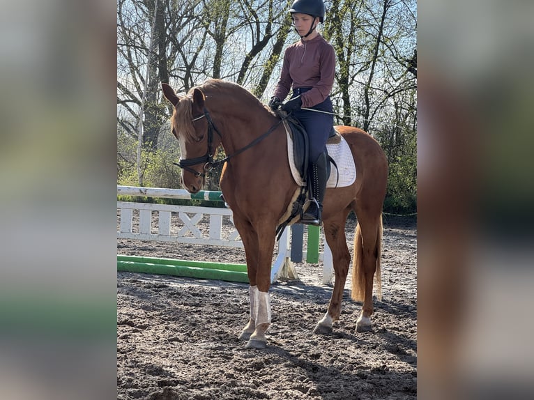 Duitse rijpony Ruin 3 Jaar 146 cm Vos in Nordhausen