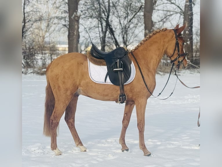 Duitse rijpony Ruin 3 Jaar 146 cm Vos in Nordhausen