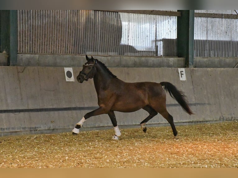 Duitse rijpony Ruin 3 Jaar 146 cm Zwart in Lippetal