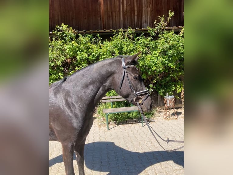 Duitse rijpony Ruin 3 Jaar 146 cm Zwart in Loiching