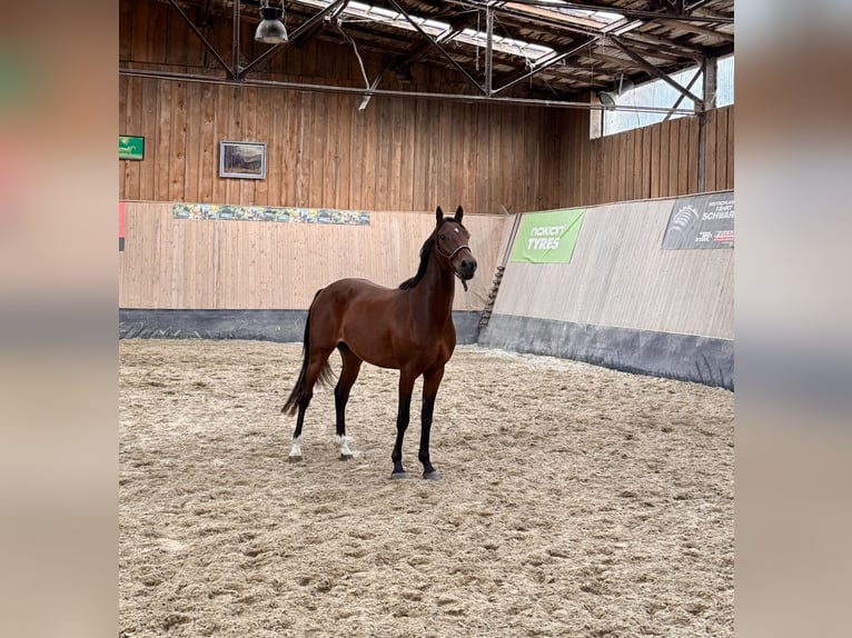 Duitse rijpony Ruin 3 Jaar 147 cm Bruin in Wegeleben