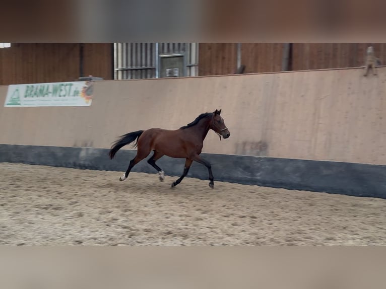 Duitse rijpony Ruin 3 Jaar 147 cm Bruin in Wegeleben