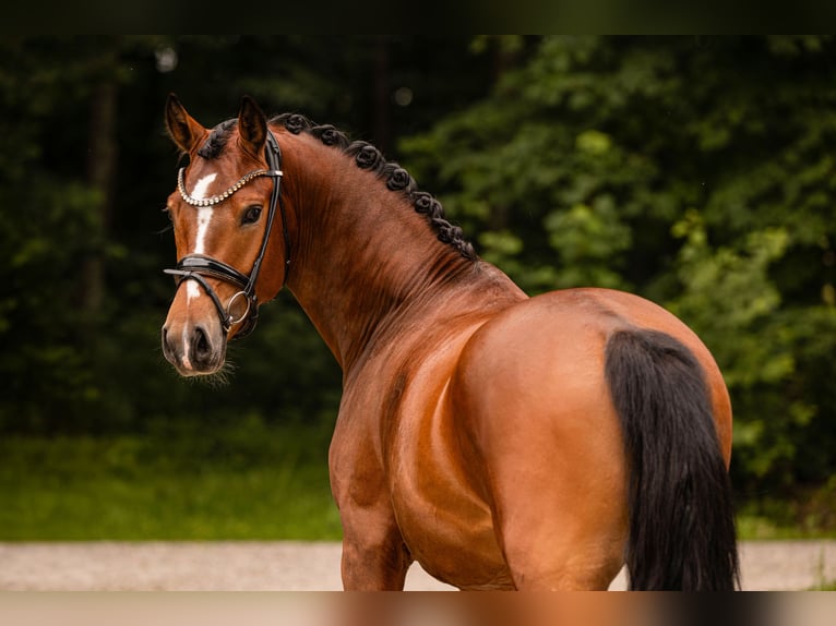 Duitse rijpony Ruin 3 Jaar 147 cm Bruin in Wehringen