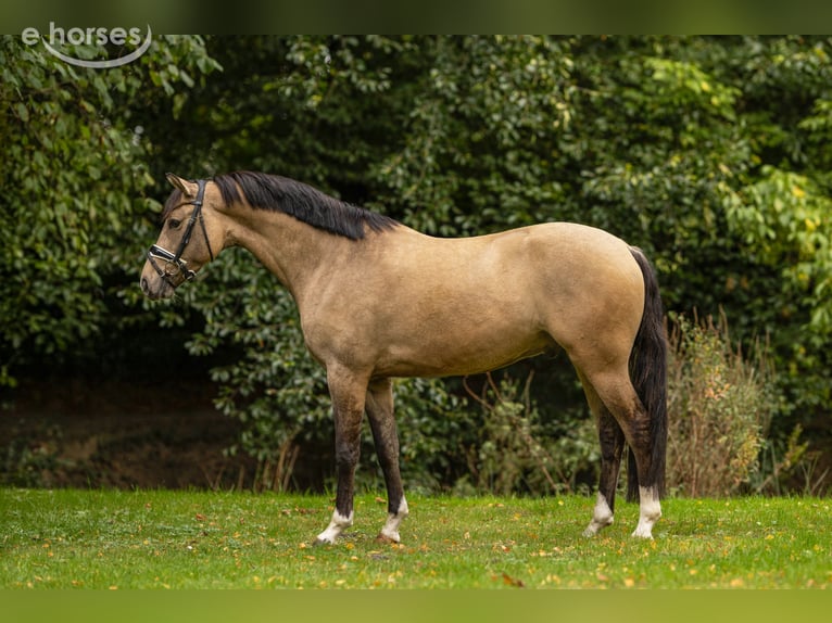 Duitse rijpony Ruin 3 Jaar 147 cm Buckskin in Großenkneten