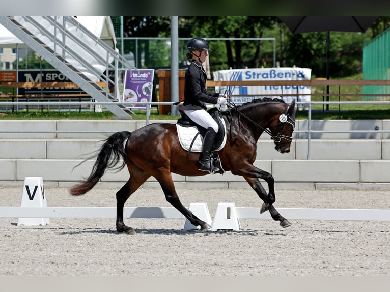 Duitse rijpony Ruin 3 Jaar 147 cm Donkerbruin in P&#xF6;lzig