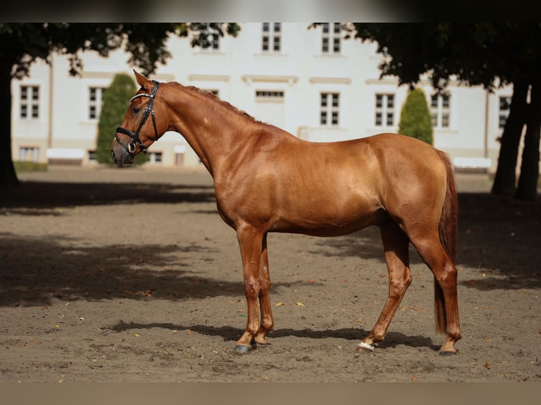 Duitse rijpony Ruin 3 Jaar 147 cm Vos in Breddin