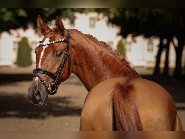 Duitse rijpony Ruin 3 Jaar 147 cm Vos in Breddin