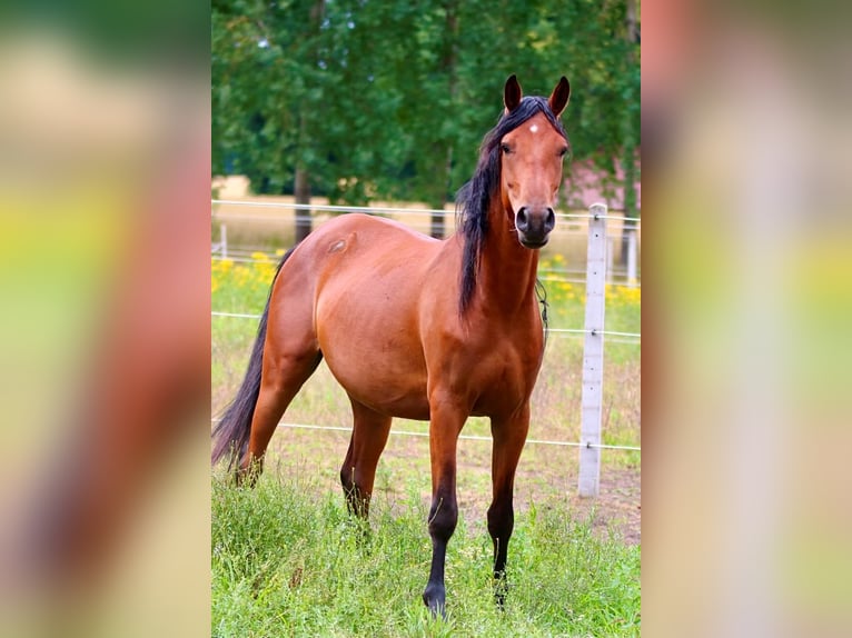 Duitse rijpony Ruin 3 Jaar 148 cm Bruin in Bruchhausen-Vilsen