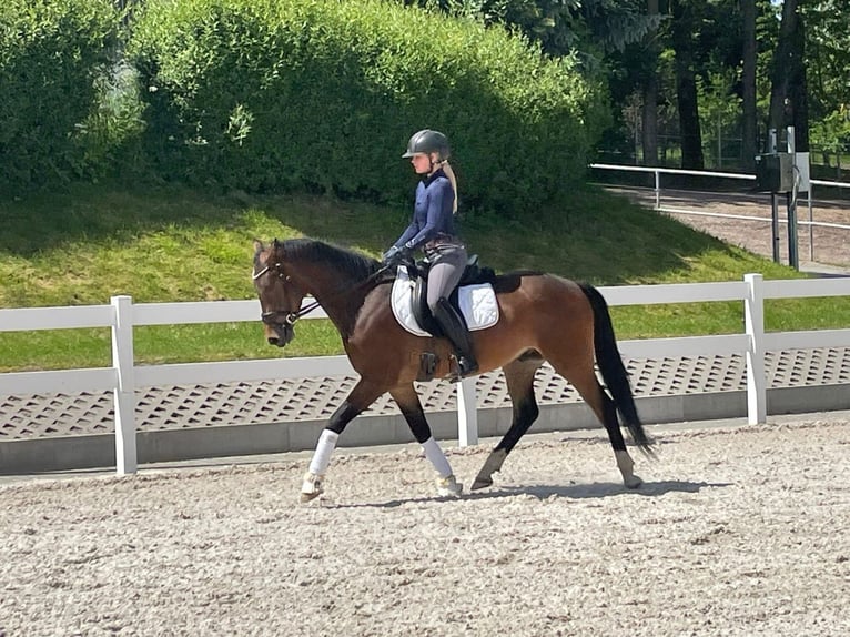 Duitse rijpony Ruin 3 Jaar 148 cm Bruin in Ilmenau