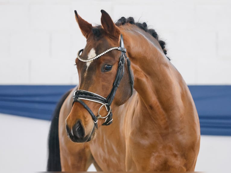Duitse rijpony Ruin 3 Jaar 148 cm Bruin in Marsberg