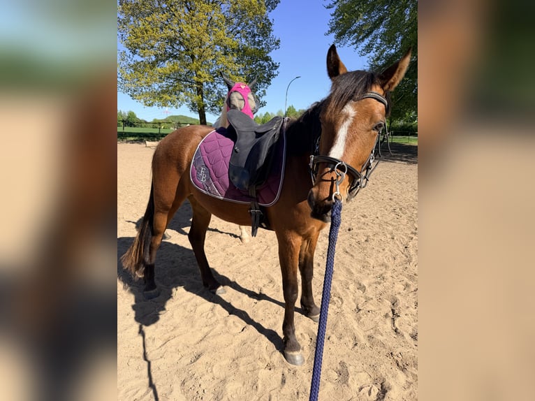 Duitse rijpony Mix Ruin 3 Jaar 148 cm Bruin in Loxstedt