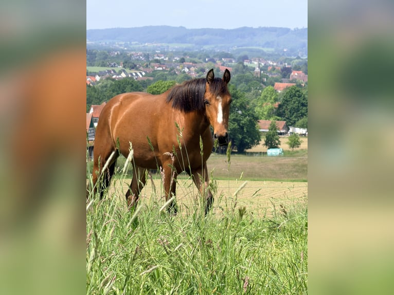 Duitse rijpony Mix Ruin 3 Jaar 148 cm Bruin in Loxstedt