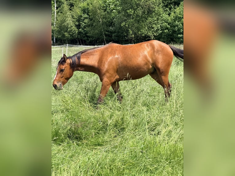 Duitse rijpony Mix Ruin 3 Jaar 148 cm Bruin in Loxstedt