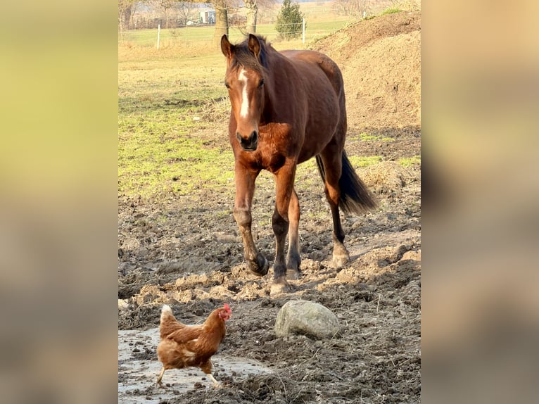 Duitse rijpony Mix Ruin 3 Jaar 148 cm Bruin in Loxstedt