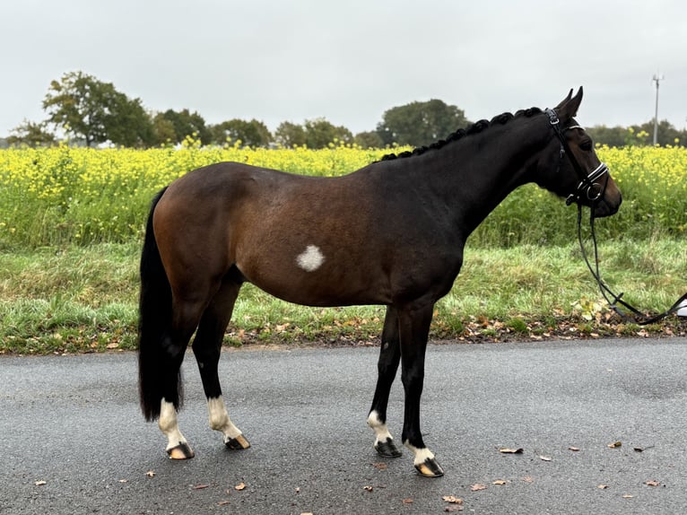 Duitse rijpony Ruin 3 Jaar 148 cm Donkerbruin in Telgte