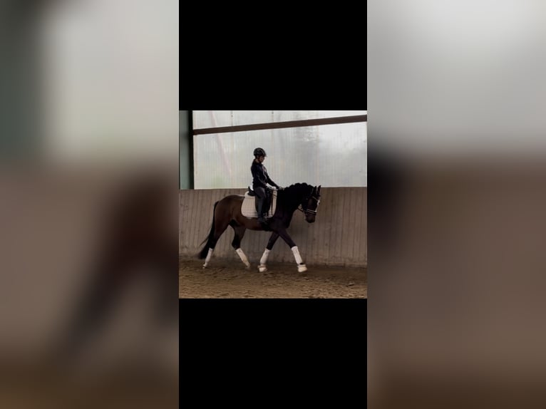 Duitse rijpony Ruin 3 Jaar 148 cm Donkerbruin in Telgte