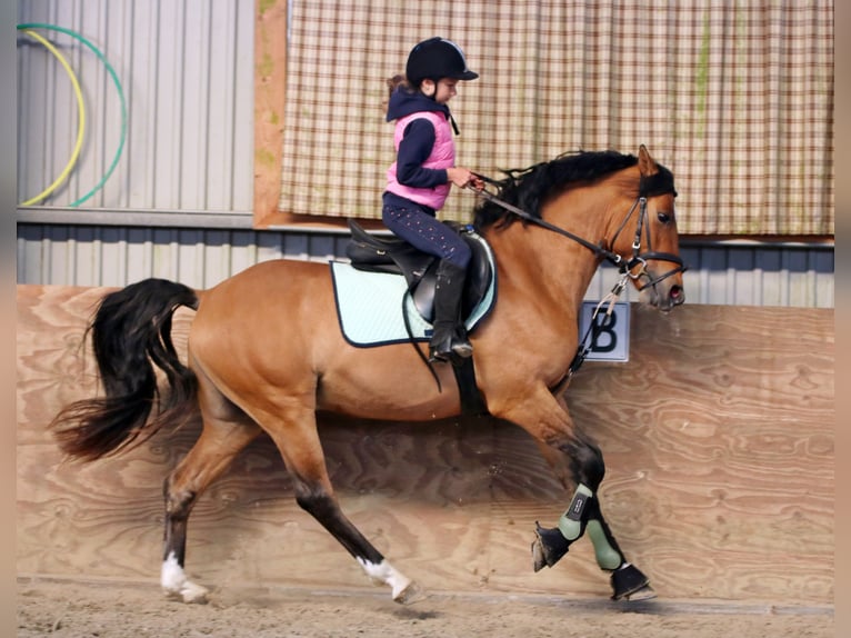 Duitse rijpony Ruin 3 Jaar 148 cm Falbe in Wildeshausen