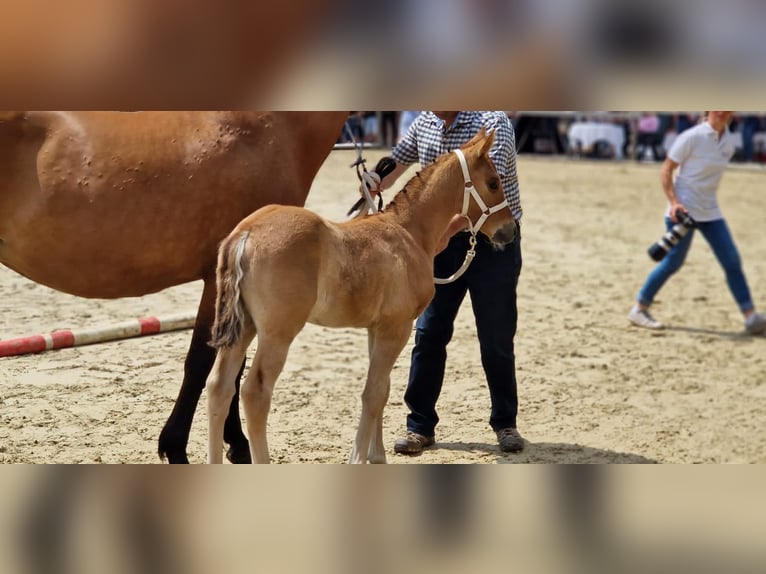 Duitse rijpony Ruin 3 Jaar 148 cm Falbe in Overath