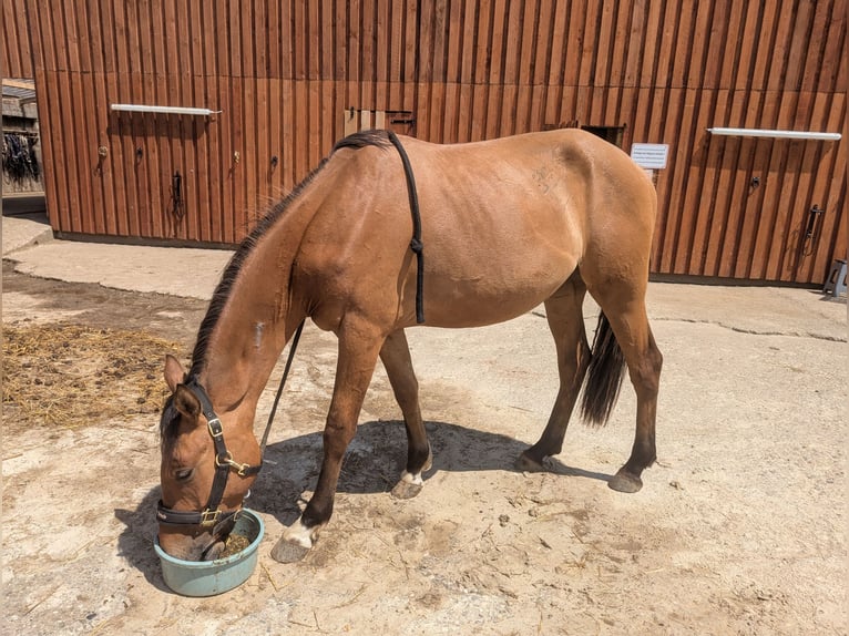 Duitse rijpony Ruin 3 Jaar 148 cm Falbe in Overath