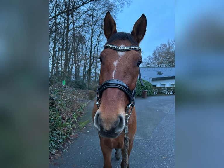 Duitse rijpony Ruin 3 Jaar 148 cm Falbe in Overath