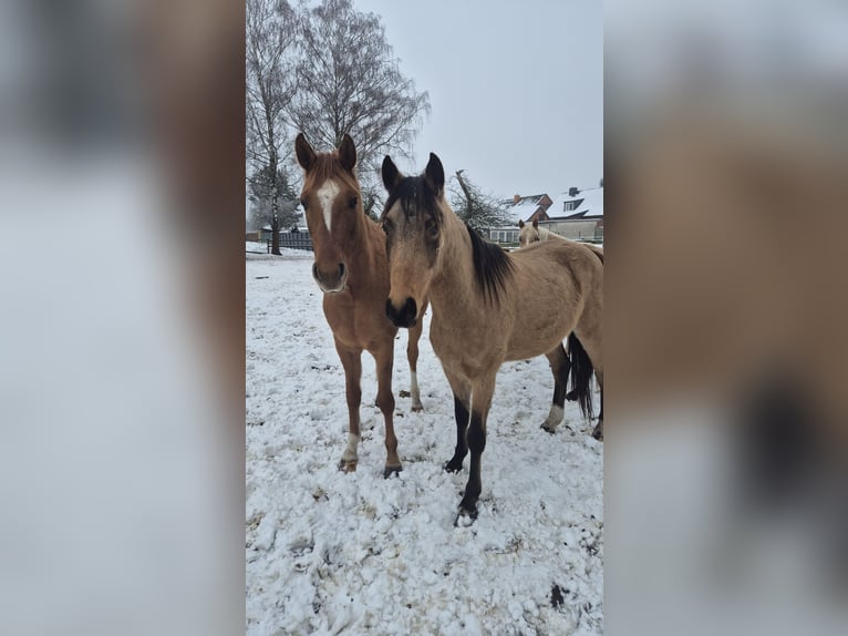 Duitse rijpony Ruin 3 Jaar 148 cm Red Dun in Perleberg OT Quitzow