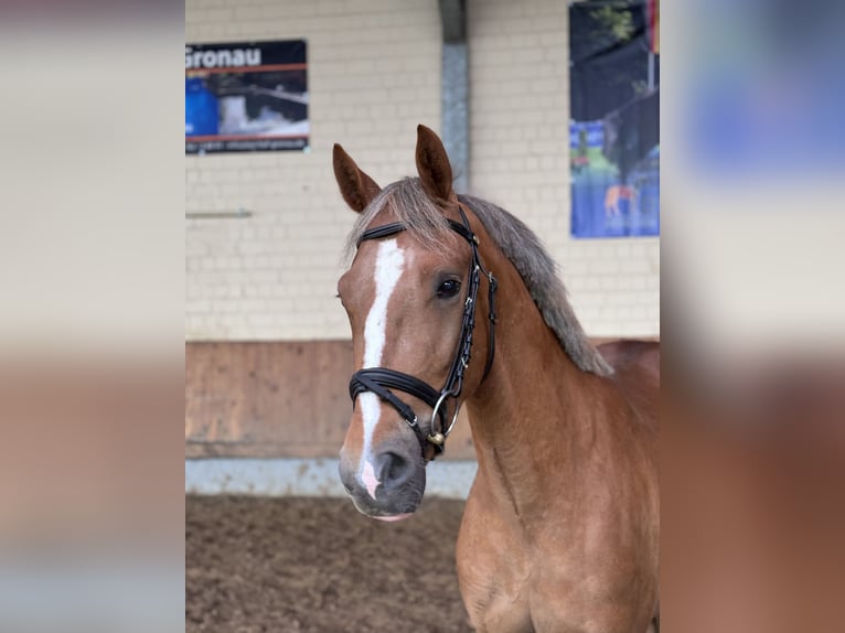 Duitse rijpony Ruin 3 Jaar 148 cm Vos in Bad Bentheim