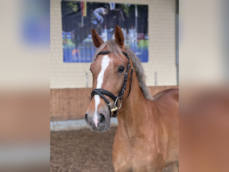 Duitse rijpony Ruin 3 Jaar 148 cm Vos in Bad Bentheim