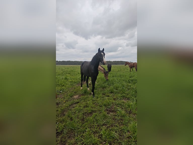 Duitse rijpony Ruin 3 Jaar 148 cm Zwart in Leps