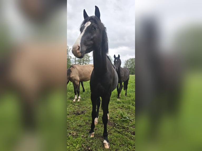 Duitse rijpony Ruin 3 Jaar 148 cm Zwart in Leps