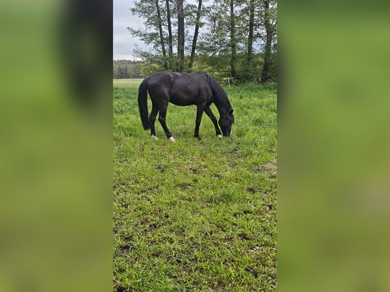 Duitse rijpony Ruin 3 Jaar 148 cm Zwart in Leps